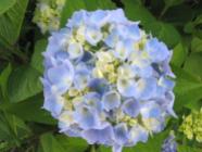 Hydrangea #3 - What can I say?