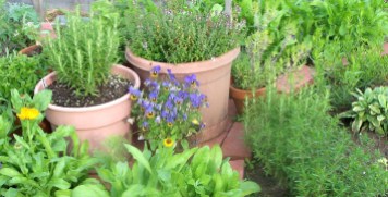 Kitchen Herb Garden